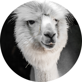 Grappige witte alpaca of lama in zijn stal van Fotos by Jan Wehnert