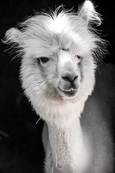Funny white alpaca or llama in his stable