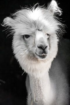 Lustiges weißes Alpaka oder Lama in seinem Stall