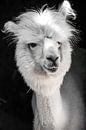 Grappige witte alpaca of lama in zijn stal van Fotos by Jan Wehnert thumbnail