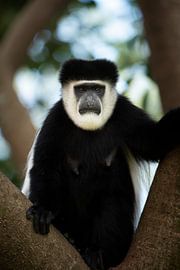 Colobus-Affe von Rogier Muller
