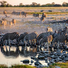 Zebra herd at waterhole by Alex Neumayer