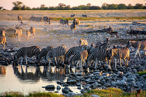 Zebra Herde am Wasserloch