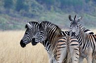 Zebra's in Swaziland van René Meester thumbnail