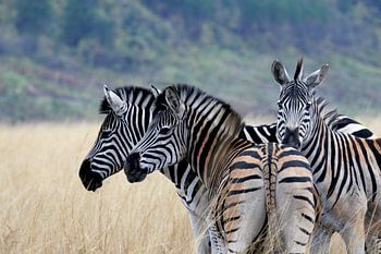 Zebras in Swasiland