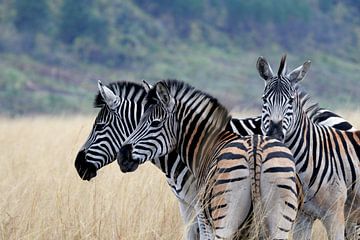 Zebra's in Swaziland van René Meester