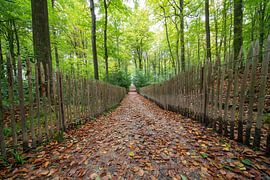 Herbst im Brakelbos von Marcel Derweduwen