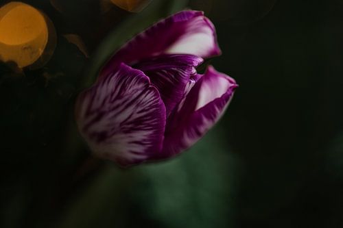 paarse tulp met strepen