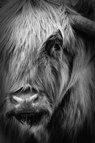 Scottish Highlander