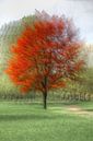 Seasons colors van Patrick LR Verbeeck thumbnail