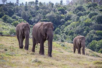 Trio van olifanten Kleur van Roelinda Tip