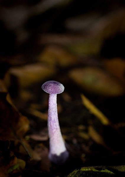 Paarse paddenstoel van fotomeisjeuitbrabant