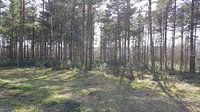 SUNSHINE THROUGH TREES FOREST