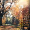 wonderful autumn by Els Fonteine