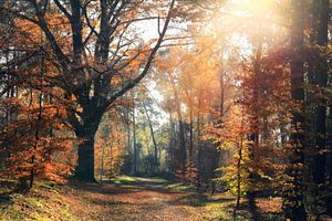 schöner Herbst von Els Fonteine