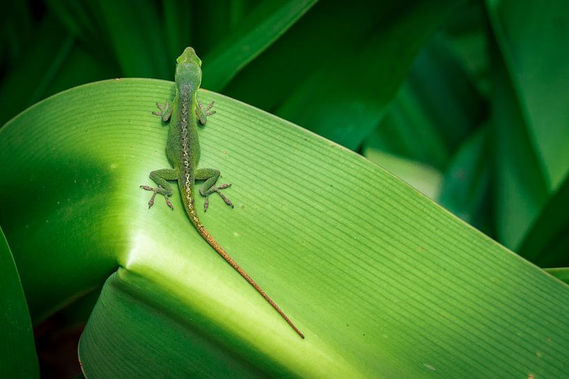 groene hagedis par Bram Laenen