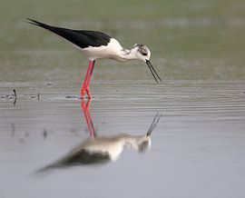 Steltkluut by Dennis Stronks