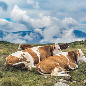 Vaches sur l'Alpe de Siusi sur Dirk Rüter