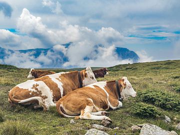 Vaches sur l'Alpe de Siusi sur Dirk Rüter