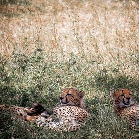 Chillende Cheeta's van Niels pothof