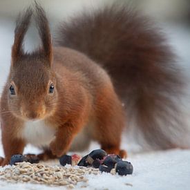 Eichhörnchen von Rob vlierd van de