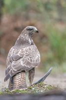 vrouwelijke buizerd bij haar prooi