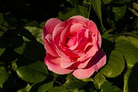 De perfecte roos by Sebastiaan van Hattum