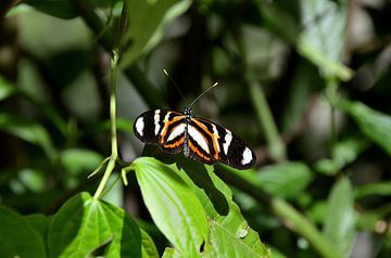 Tropische vlinder in Brazilië van Karel Frielink