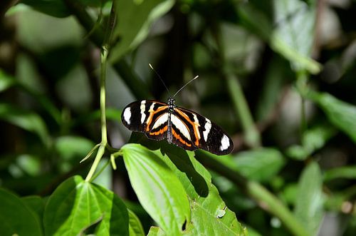 Tropische vlinder in Brazilië