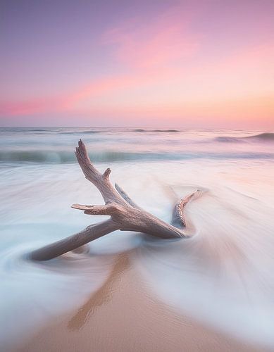 Dromerig drijfhout in een zachte zonsondergang