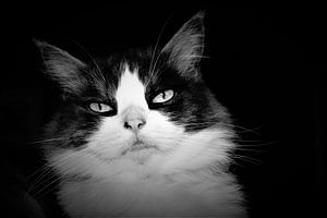 Beau portrait d'un chat à poils longs en noir et blanc