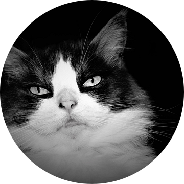 Prachtig portret van een langharige kat in zwart wit van Maud De Vries