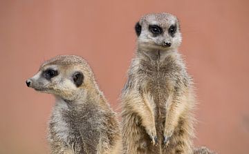 Suricate sur Tanja Voigt