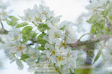 Blüte auf der Straße, zum Beispiel schön als artFrame oder camvas von Josine Claasen