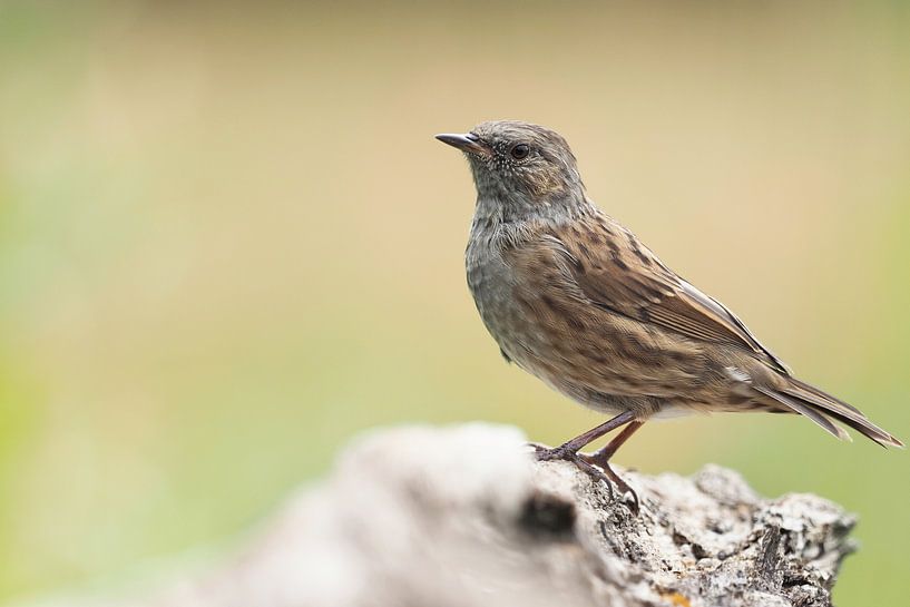 Stately Dunnock by Astrid Brouwers