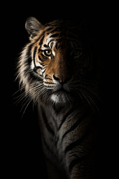 Tijger portret in duisternis – mysterieuze wildlife poster met krachtige uitstraling
