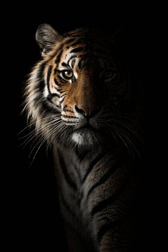 Tiger portrait in darkness – mysterious wildlife poster with a powerful aura