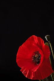 Silent Flame sur Cindy Coenen Fine Art