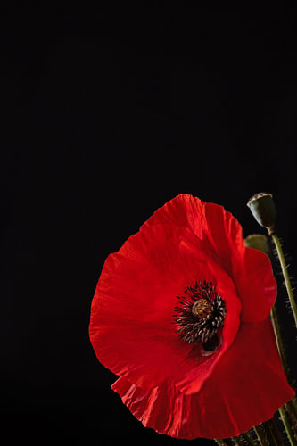 Silent Flame