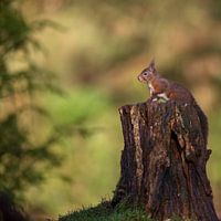 Eekhoorn in Nederland, Squirrel in Holland