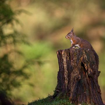 Eekhoorn in Nederland, Squirrel in Holland van Corinne Cornelissen-Megens