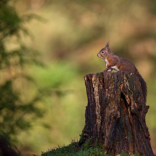 Eekhoorn in Nederland, Squirrel in Holland