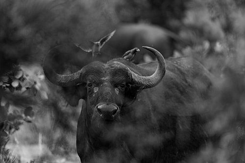 Büffel