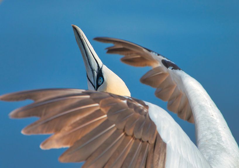 Jan van Gent gaat opstijgen.  Bestel max 120 van Natuurpracht   Kees Doornenbal