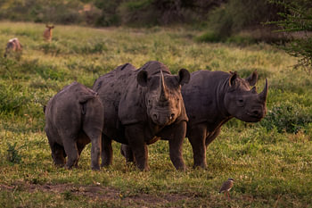 Famille des rhinocéros noirs