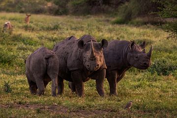 Family black rhino by Bart Hendriks