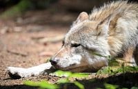 De Wolf
