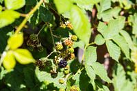 Fruit