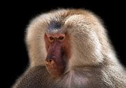 Baboon, hamadryas baboon. by Gert Hilbink thumbnail