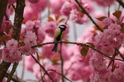 Grande mésange dans une mer de fleurs sur Marjoo